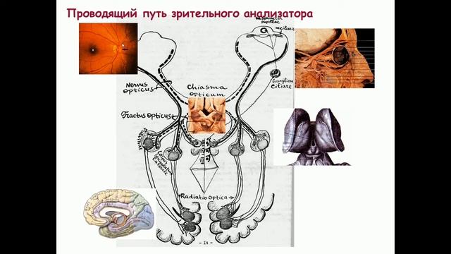 Анатомия. Функциональная анатомия органов чувств смотреть онлайн