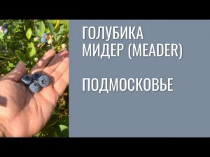 Один из самых стабильных ранних сортов для средней полосы РФ.