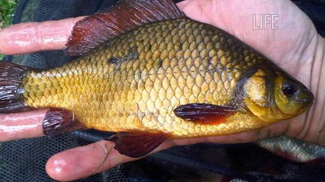 Как ловить карася в жару? смотреть онлайн