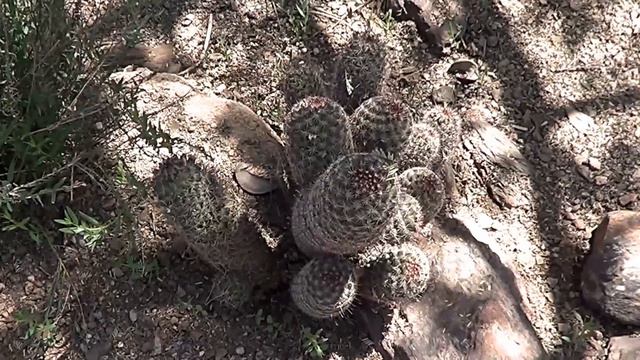 The Plant Traveller: Mammillaria grahamii смотреть онлайн