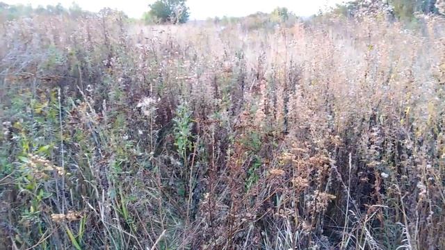 Металлокоп MD4030.Копаю с женой.160кг+ за 3 часа.Голда для подписчиков.