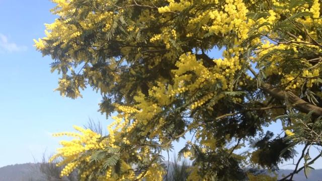 Acacia mimosa florecida • Acacia Dealbata • フサアカシア • Blühende Silber-Akazie смотреть онлайн