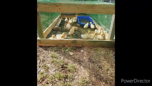 Простая и бюджетная клетка трактор,для утят, цыплят, индюшат, гусят. смотреть онлайн