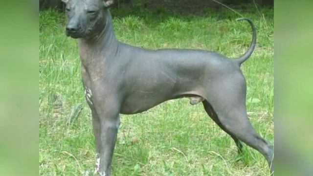 Самые уникальные и редкие собаки в мире