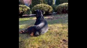 Ротвейлер. Щенки.Этапы взросления от самого рождения.