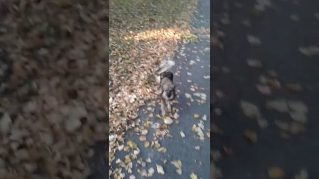 Собака цвета осени смотреть онлайн