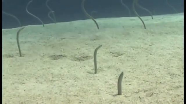 Dahab Reef Guide - Eel Gardens - Dive The Gap смотреть онлайн