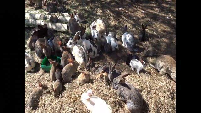 Как крольчиха готовится стать мамочкой и охота на галоши смотреть онлайн