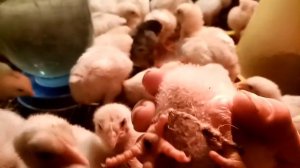 У цыплят разъезжаються лапки. Что делать?