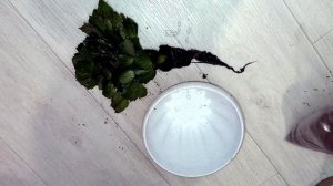 Пересадка Декабриста, как правильно пересадить шлюмбергеру, подбираем грунт,  быстрая адаптация