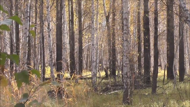 Охота на косулю. Часть 8. Сентябрь # 1 .Встретил лосей. смотреть онлайн