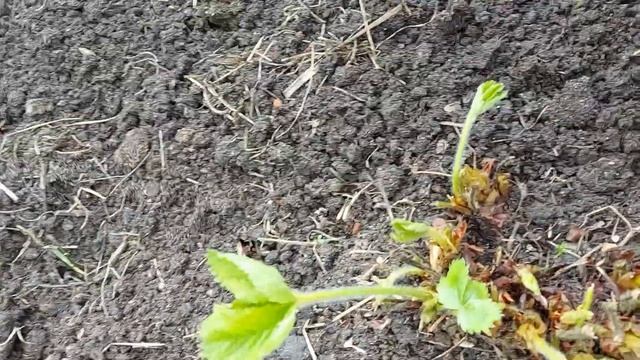 Клубника отплодоносила Скашиваем и готовим к новому сезону смотреть онлайн
