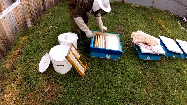 Заселение нуклеусов на 145 мм рамку. смотреть онлайн