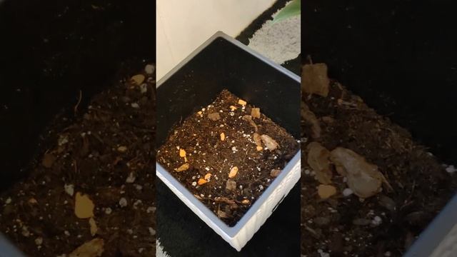 Антуриум, почему гниёт после покупки, что делать? смотреть онлайн