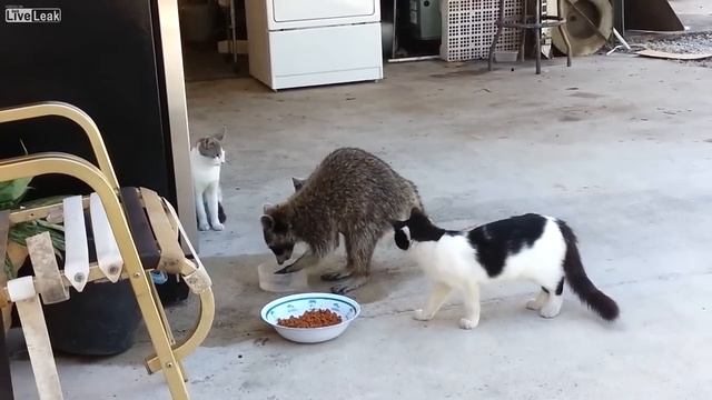 Raccoon steals cat food-Енот ворует корм для кошек смотреть онлайн