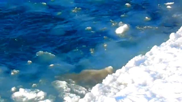 Камчатка- река Авача на крещение смотреть онлайн