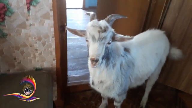 Деревенские новости №16 "Моё подворье" "Жил-был у бабушки..." смотреть онлайн