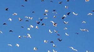 25.11.18.Сокол сапсан охота на голубей. Falcon peregrine falcon hunting pigeons