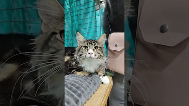 Что делать, если кот не дает себя расчесать? смотреть онлайн