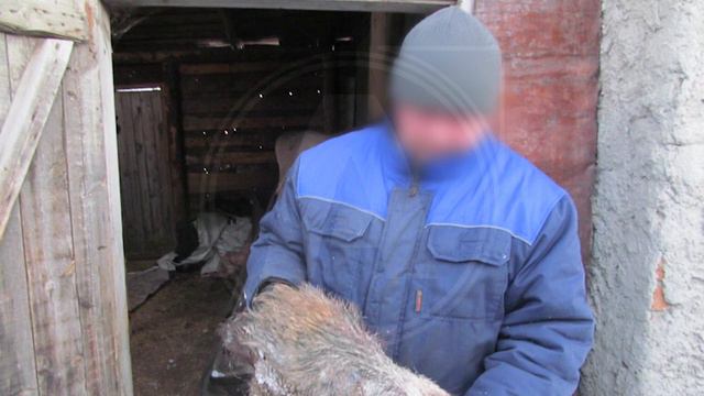 Полицейские выявили факт незаконной охоты на кабанов и косуль смотреть онлайн