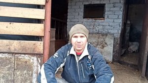 Соседи и Свиноводство. Содержание свиней в( ЛПХ ) или ( ОСГ )