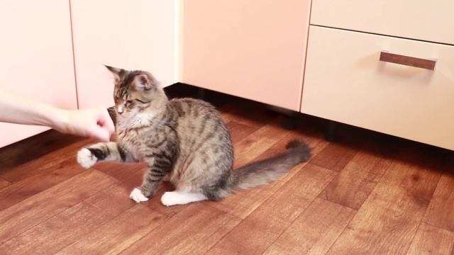 #МЕЙНКУН САМЫЕ БОЛЬШИЕ ДОМАШНИЕ КОШКИ/МЕЙН-КУН смотреть онлайн