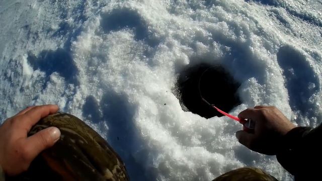 Рыба и Друзья