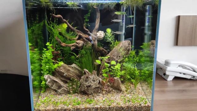 Аквариум нано кубик (креветочник) 35х35х35, 8 дней смотреть онлайн