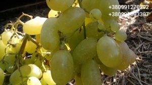 Виноград г/ф Калугина В.М «Белая акация», «Фаберже» 23 сентября 2021
