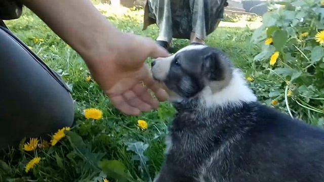 Щенок ЗСЛ 18 дней. смотреть онлайн