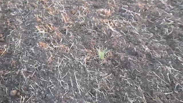 Культивация под посев Озимой пшеницы смотреть онлайн