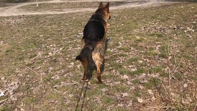 Самая умная собака в мире-немецкая овчарка.THE BEST DOG IN THE WORLD.GERMAN SHEPHERD...