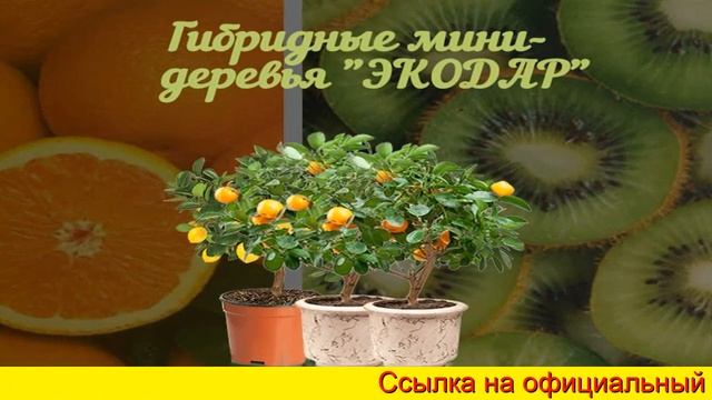 Апельсиновое Дерево В Горшке смотреть онлайн