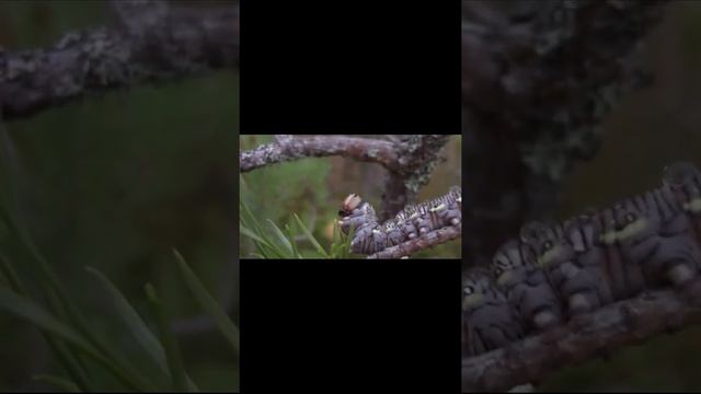 #Shorts Гусеница бражника соснового уникального цвета смотреть онлайн