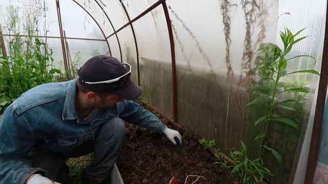 Сажаю сладкий картофель. Первый опыт и ожидания. Огородные эксперименты. смотреть онлайн