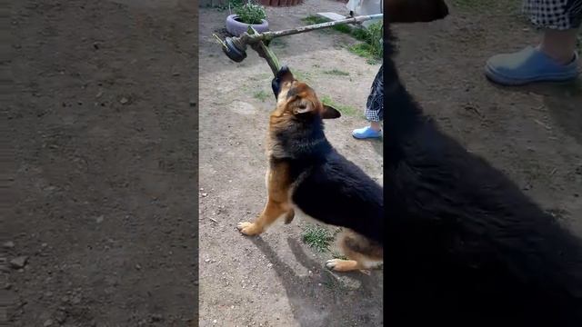 Ненавидит косилку! смотреть онлайн