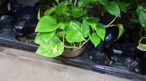 What Houseplant To Pick At Home Depot 2020