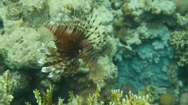 Эйлат, отель Принцесса. Рыба-зебра или полосатая крылатка. смотреть онлайн