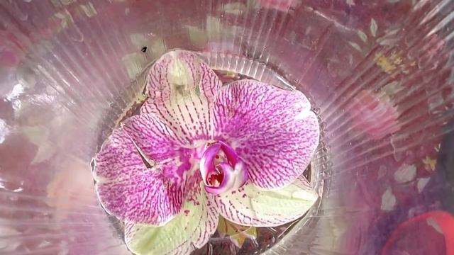 Орхидея. Покупка в соц. сетях. Шок и потрясение.\Orchid PALERMO.the social.networks.Shock and shock смотреть онлайн