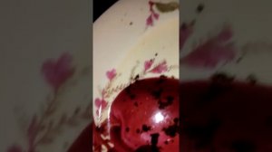 ливанский кедр стратификация семян. эксперимент