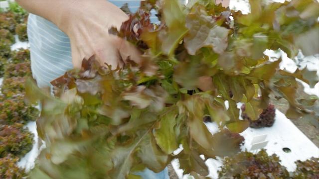 Листовой салат Забава - многолетний хит смотреть онлайн