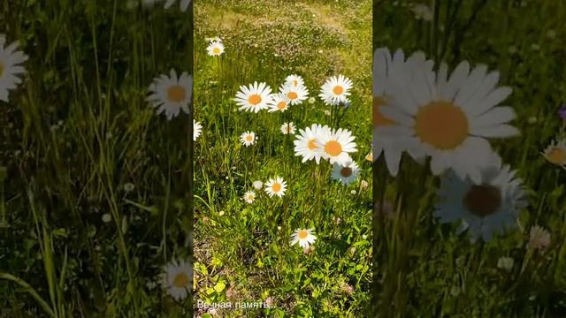С днём семьи, любви и верности! смотреть онлайн