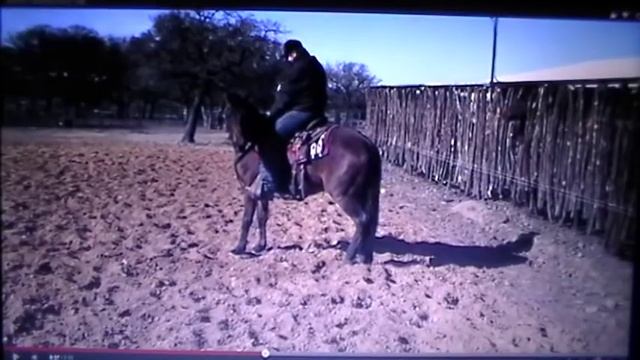 Wrong Way First Horse Ride - Bucks Off Rider - Dangerous Horse Steals Calf смотреть онлайн