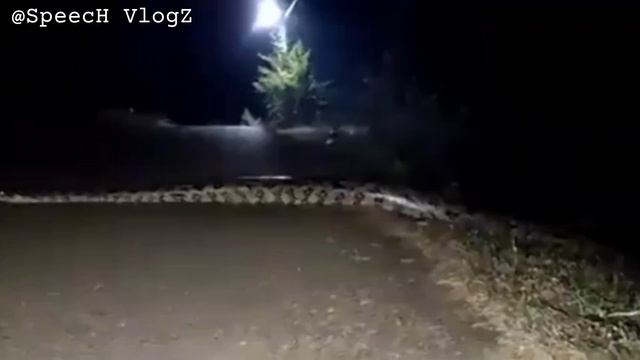 ? Huge ,Extremely Long Python Crossing A Road! Caught on Camera смотреть онлайн