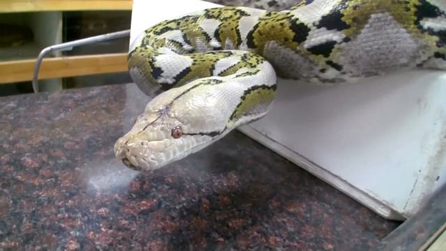1, 2, 3 Snake Attack a Mother Python Wants to Bite ! смотреть онлайн