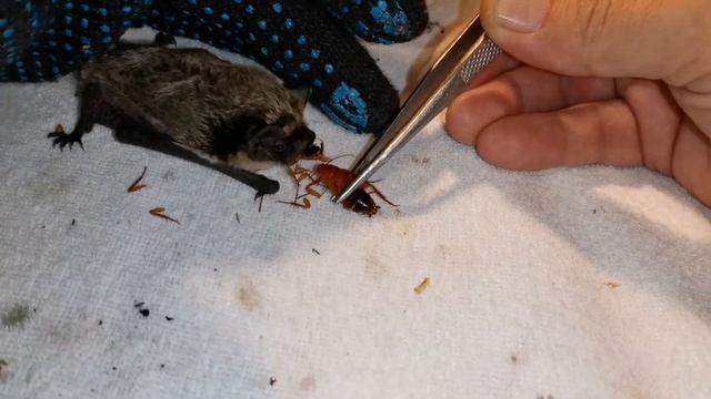 Питерские летучие мыши на зимних каникулах в Москве смотреть онлайн