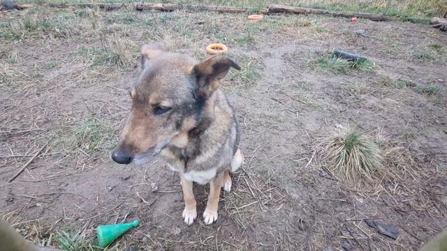 Приветливый пёс Петя🐕 рад общению и угощению. ПАРК ЗЕМЛЯ ПРАЙДА 🌿 смотреть онлайн