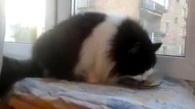 Как надо кормить кошку