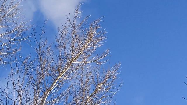 Поход на дачу 8 марта 2024 года, весенняя закличка