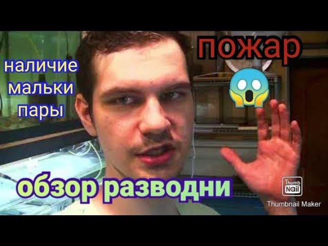 ЧП на разводне. Пожар. Обзор наличия рыбок и нерестов смотреть онлайн